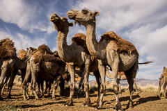 Raising Camels